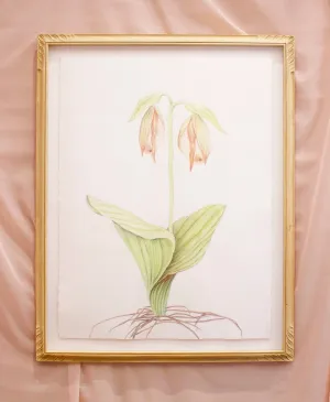 Alina Bliumis, "Endangered Moccasin Flower