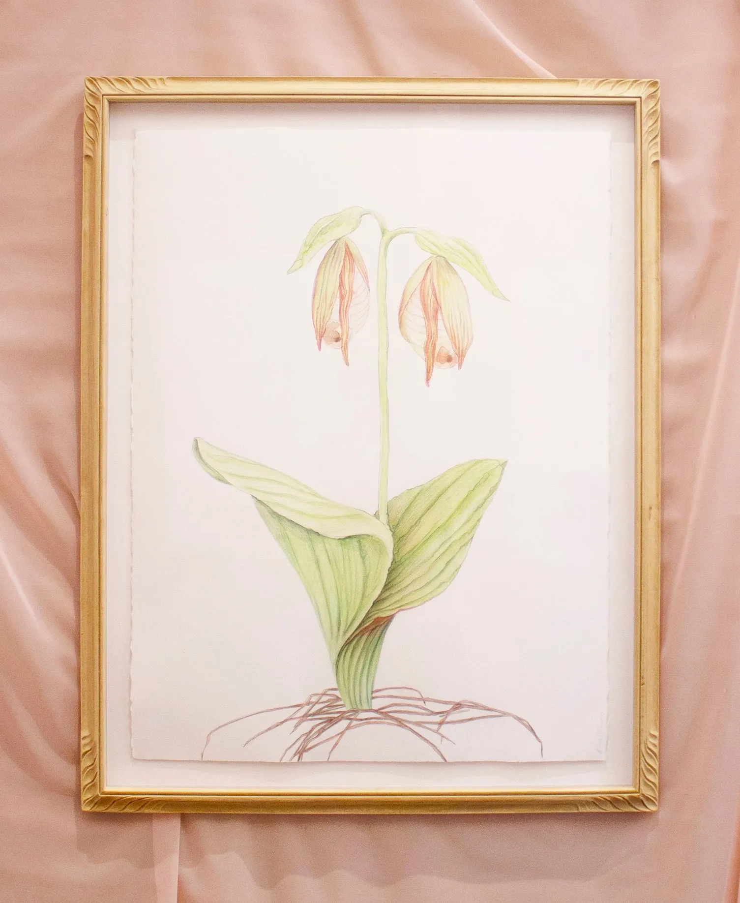 Alina Bliumis, "Endangered Moccasin Flower