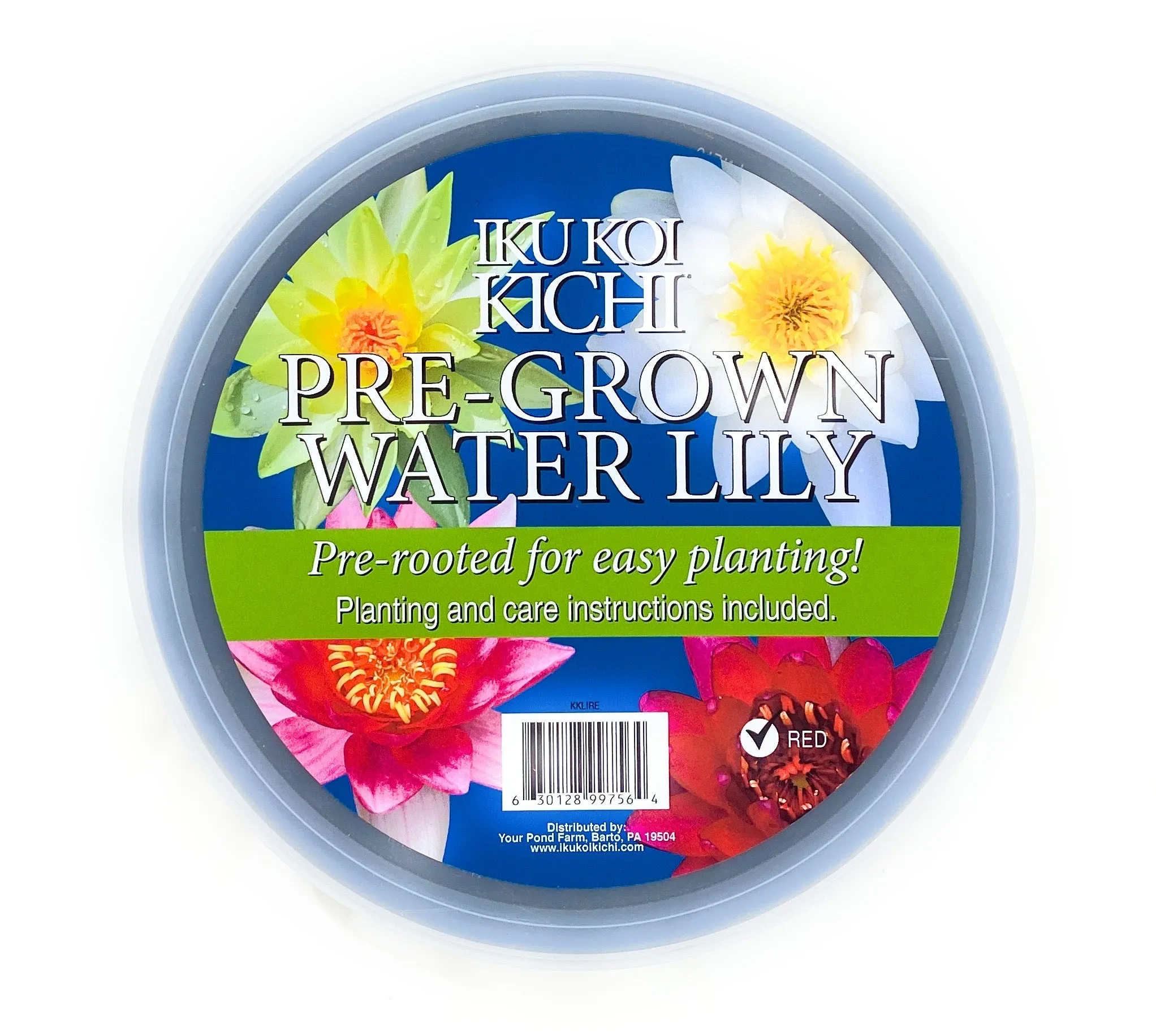 Pre-Grown Water Lily